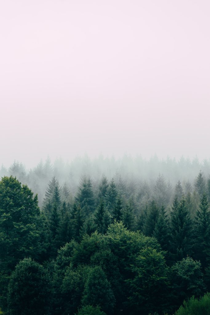 trees with a misty background