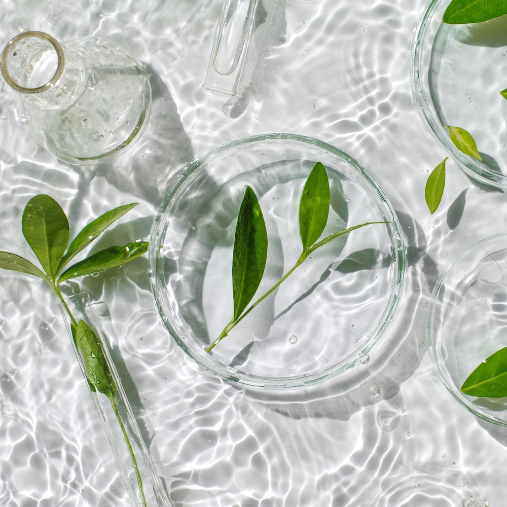 leaves floating in water meant to evoke clean beauty